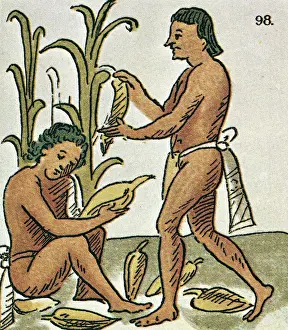 Harvesting Corn