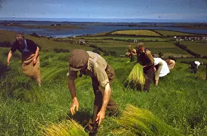 Role Prints: Harvesting Flax