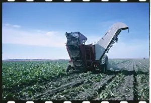 Harvesting the Sugar Beet Crop