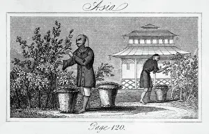 Picking Prints: Harvesting Tea Leaves