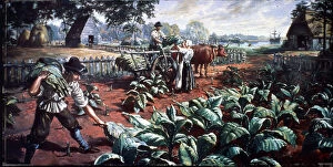 Cart Collection: Harvesting Tobacco In Early Virginia
