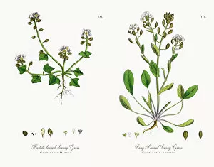 Images Dated 18th November 2017: Hastate Scurvy Grass, Cochlearia Danica, Victorian Botanical Illustration, 1863