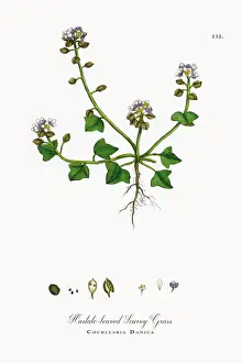 Hastate Scurvy Grass, Cochlearia Danica, Victorian Botanical Illustration, 1863