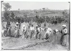 Livorno Prints: Hat Makers Collecting Straw From Field