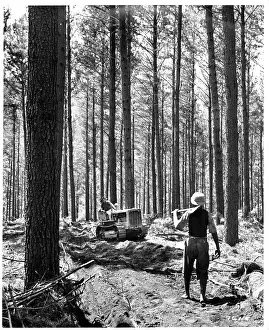 Lac0062 Prints: HAULING LOGS IN SOUTH AFRICA