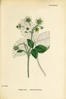 Images Dated 21st September 2017: Hautbois Strawberry, Fragaria elatior, Victorian Botanical Illustration, 1863