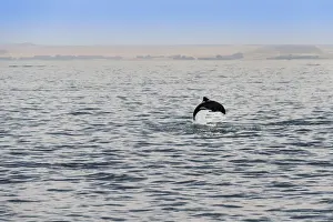 Marine Mammal Prints: Havisides dolphin -Cephalorhynchus heavisidii- jumping in Walvis Bay, Namibia