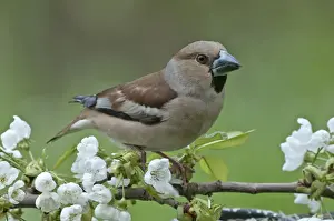 Fringillidae Prints: Hawfinch -Coccothraustes coccothraustes