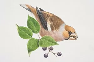 Images Dated 30th June 2006: Hawfinch, Coccothraustes coccothraustes, illustration of colourful bird perched on branch