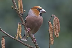 Hawfinch (Coccothraustes coccothraustes) sits on branch of a blooming hazelnut bush, Emsland, Lower Saxony, Germany
