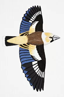 Wing Gallery: Hawfinch (Coccothraustes coccothraustes), adult