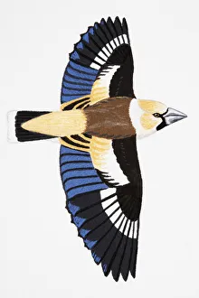 Feathers Collection: Hawfinch (Coccothraustes coccothraustes), adult