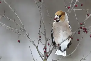Fringillidae Prints: Hawfinch -Coccothraustes coccothraustes- with fruit of the vibrunum bush -Viburnum sp