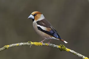 Images Dated 24th March 2013: Hawfinch -Coccothraustes coccothraustes-, male, perched on a branch covered in lichen, Neunkirchen