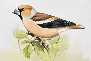 Finch Prints: Hawfinch (Coccothraustes coccothraustes) perching on branch, side view