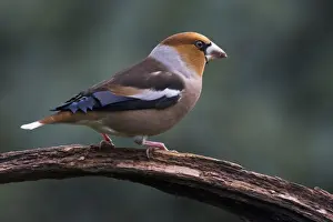 Niedersachsen Prints: Hawfinch (Coccothraustes coccothraustes) sits on branch, Emsland, Lower Saxony, Germany