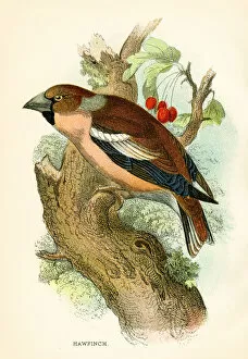 Images Dated 16th March 2017: Hawfinch engraving 1896