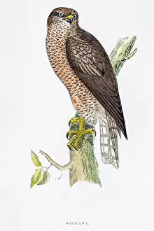 The History of British Birds by Morris Collection: Hawk bird 19 century illustration