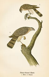 Hawk Bird Collection: Hawk bird lithograph 1890