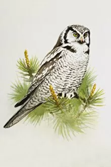 Images Dated 25th June 2007: Hawk owl (Surnia ulula), perching on a pine branch, side view