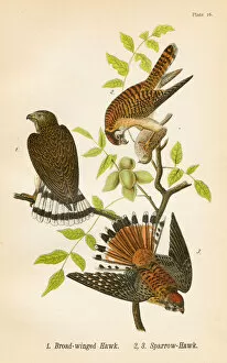 Hawk Bird Collection: Hawks bird lithograph 1890