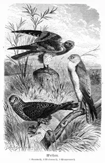 Hawk Bird Collection: Hawks engraving 1892
