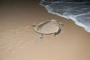 Hawksbill sea turtle -Eretmochelys imbricata- leaving the beach after having laid its eggs, at night