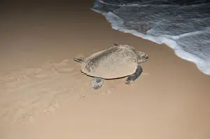 Stefan Auth Travel Photography Prints: Hawksbill sea turtle -Eretmochelys imbricata- leaving the beach after having laid its eggs