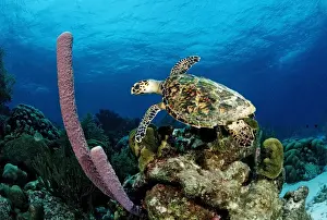 Cheloniidae Prints: Hawksbill Turtle (Eretmochelys imbricata), Trinidad, Caribbean Sea