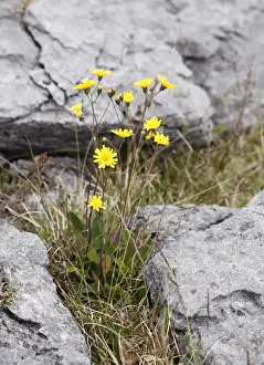 Alsters Prints: Hawkweed (Hieracium argillaceum)