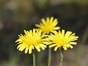 Alsters Prints: Hawkweed (Hieracium sp), Bavaria, Germany, Europe