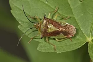 Hawthorn shield bug -Acanthosoma haemorrhoidale-, Untergroeningen, Baden-Wuerttemberg, Germany, Europe