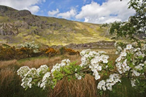 Blue Sky Gallery: Hawthorn Tree Flowers In The Gap Of Dunloe Valley Outside Killarney
