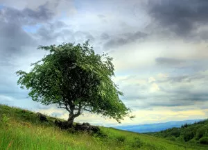 Hawthorn Tree Perthshire Hills Scotland