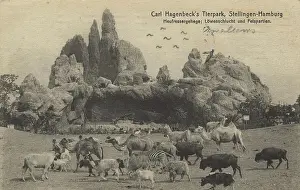 Eroding Prints: Hay feeder enclosure and lion gorge in Hagenbeck Zoo