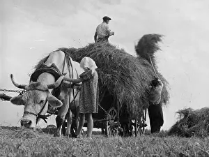 Farm Animal Prints: Hay Harvest
