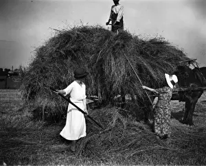 Bedford England Prints: Hay Making