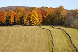Hayfield being harvested in autumn, Abercorn, Quebec, Canada