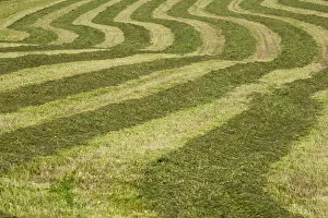 Images Dated 12th July 2013: Hayfield raked in geometric patterns, Compton, Eastern Townships, Quebec Province, Canada