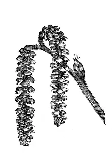 Branch Collection: The hazel (Corylus)
