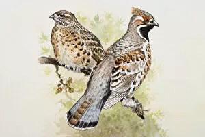 Images Dated 26th June 2007: Hazel grouse (Bonasa bonasia), male and female, perching side by side on a branch, side view