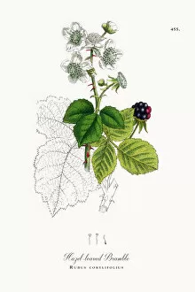 Images Dated 2nd June 2018: Hazel-leaved Bramble, Rubus corylifolius, Victorian Botanical Illustration, 1863