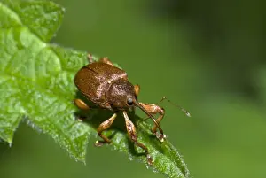 Coleoptera Prints: Hazelnut weevil (Curculio nucum) on leaf, Germany, Europe