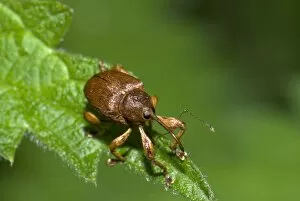 Coleoptera Gallery: Hazelnut weevil (Curculio nucum) on leaf, Germany, Europe