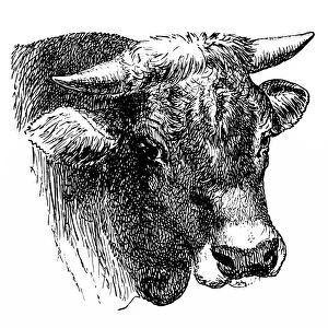 Images Dated 31st January 2016: Head of the AllgAÔé¼u bull