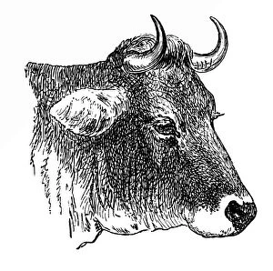 Images Dated 5th February 2016: Head of the AllgAÔé¼u cow