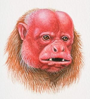 Head of a Bald Uakari, Cacajao calvus, red-faced monkey