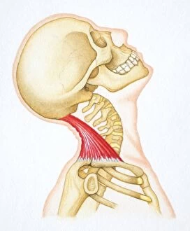 Strength Gallery: Head bent backwards with bones and relevant neck muscle revealed