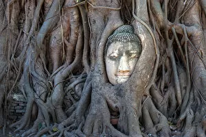 Images Dated 22nd December 2013: Head of Buddha statue in tree root, Ayuthaya