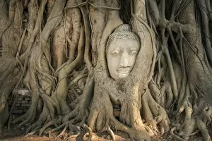 Images Dated 28th March 2015: Head of Buddha statue in the tree roots